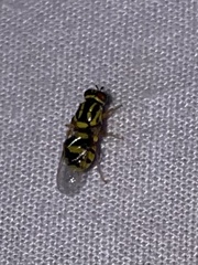 Oxycera variegata