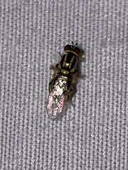 Oxycera variegata