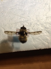 Criorhina