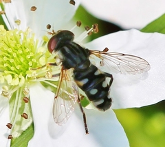 Parhelophilus porcus