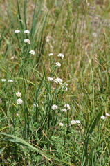 Lotus herbaceus