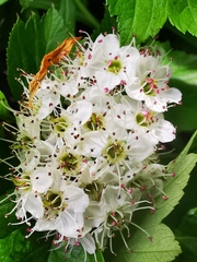 Crataegus chlorosarca