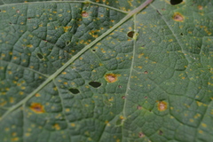 Puccinia malvacearum