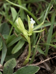 Nervilia cumberlegii