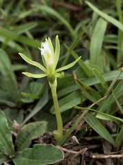 Nervilia cumberlegii