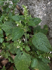 Teucrium viscidum