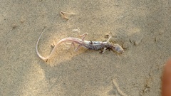 Acanthodactylus cantoris