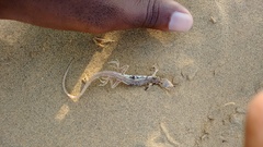 Acanthodactylus cantoris