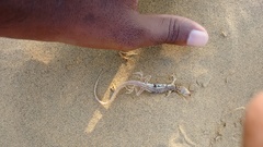 Acanthodactylus cantoris