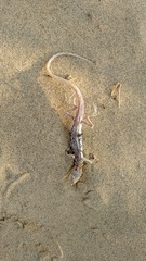 Acanthodactylus cantoris