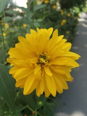Asteraceae