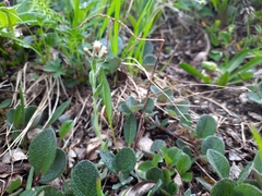 Antennaria alpina