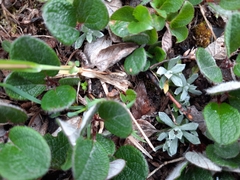 Antennaria alpina