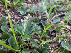 Antennaria alpina