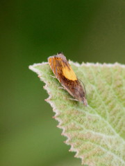 Dichrorampha alpinana