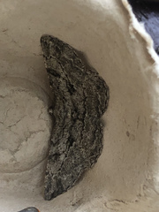 Peribatodes rhomboidaria