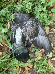 Columba livia domestica