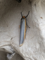 Eilema lurideola