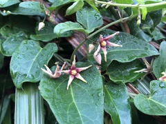 Vincetoxicum chinense