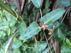 Vincetoxicum chinense