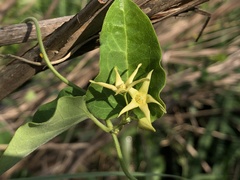 Vincetoxicum chinense