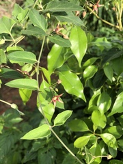 Vincetoxicum chinense