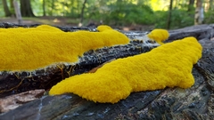 Fuligo septica