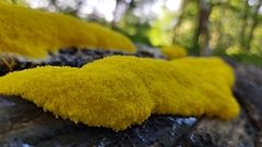 Fuligo septica