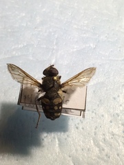 Sericomyia lata