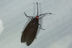 Eterusia risa