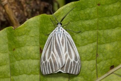 Pseudonyctemera dissimulata