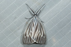 Pseudonyctemera dissimulata