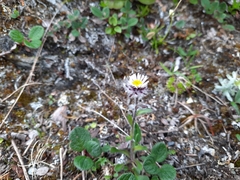 Erigeron uniflorus