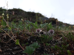 Erigeron uniflorus
