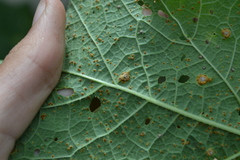 Puccinia malvacearum