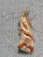 Heliocosma