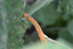 Puccinia malvacearum