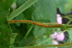 Puccinia malvacearum