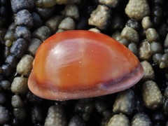 Lyncina leviathan titan