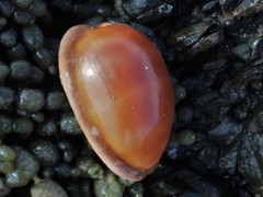 Lyncina leviathan titan