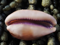 Lyncina leviathan titan