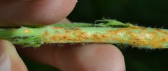 Puccinia malvacearum
