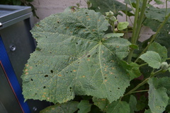 Puccinia malvacearum
