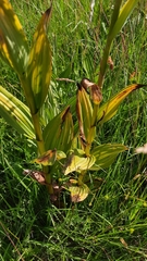 Veratrum album