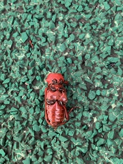 Dicelosternus corallinus