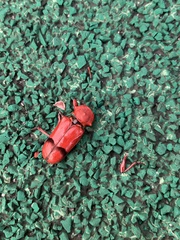 Dicelosternus corallinus