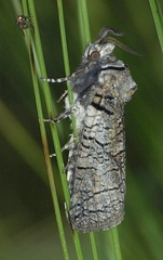 Culama alpina