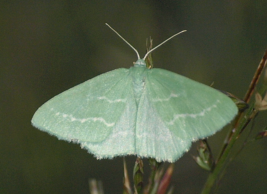 Euloxia hypsithrona
