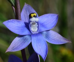 Thelymitra atronitida