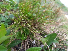Oreojuncus trifidus